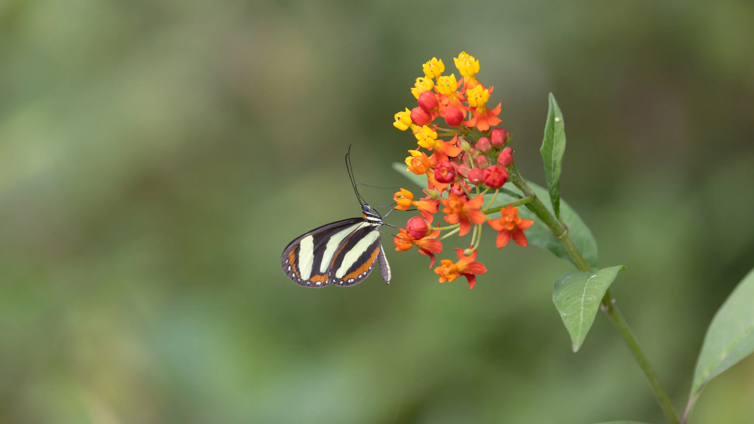 Honduras Butterfly Festival 2025 Fauna Ventures Butterfly Tours