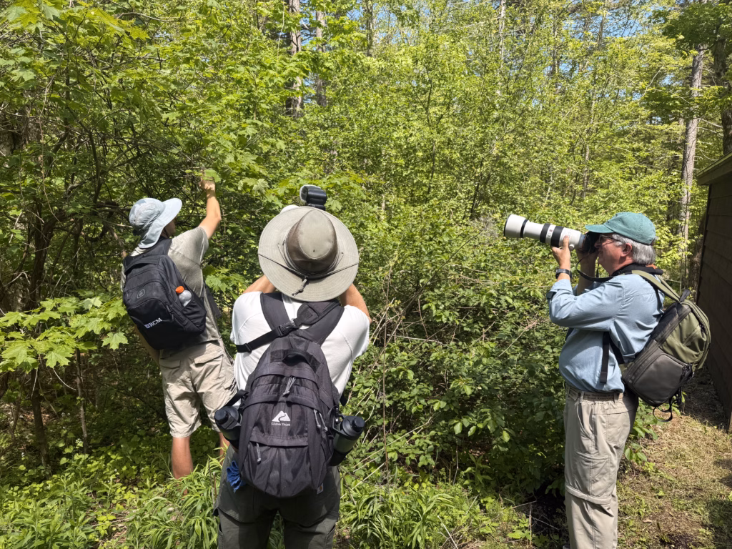 Peter holding down a branch so that the group can get a photo of an Early Hairstreak