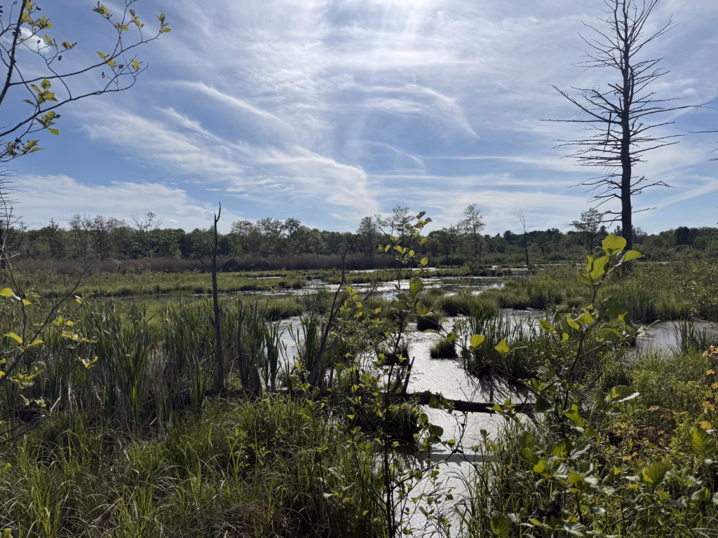 A peek into the bog!