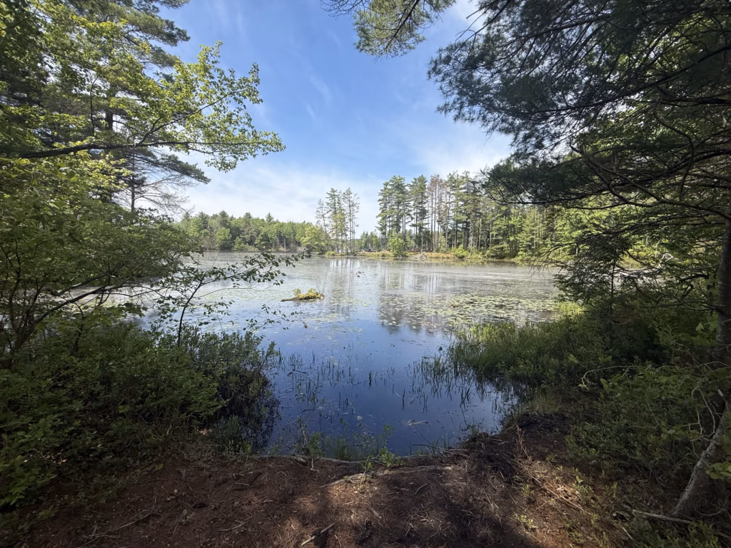 A little more bog